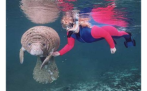 Swim With Manatees Florida