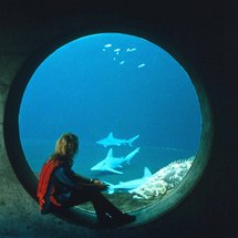 Trio Pass - Florida Aquarium, Tampas