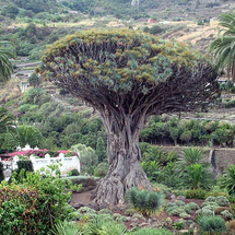 Tenerife Island Tour - Child