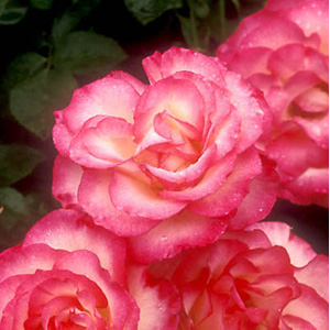 The Fairy Floribunda Rose (pre-order now)