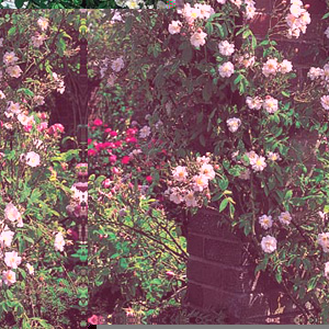 The Garland - Climbing Rose