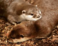 Hunstanton SEA LIFE Sanctuary - Special