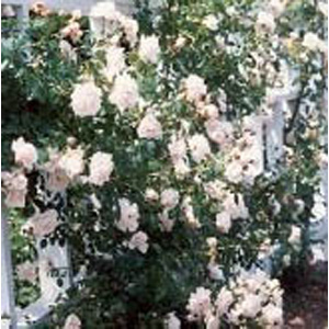 New Dawn - Climbing Rose ** AUTUMN PRE ORDER