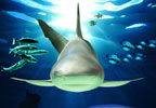 Blackpool SEA LIFE Centre Tickets