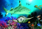 Scarborough SEA LIFE and Marine Sanctuary Tickets