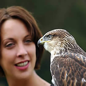 treatme.net Falconry Experience 1/2 Day Edinburgh