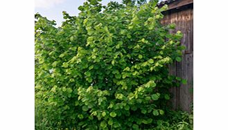 Truffle Tree