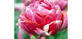 Tulip Bulbs - Wedding Gift (Double Early)