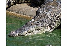 World and Crocodile Farm - Single Adult