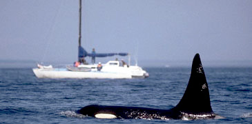 Unbranded 1 Day Kaikoura Whale Watch