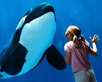 Unbranded 2-Park SeaWorld and Aquatica Ticket Adult Ticket