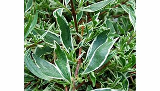 Unbranded Abelia grandiflora Plant - Confetti