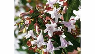 Unbranded Abelia Grandiflora