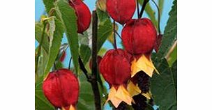 Unbranded Abutilon Plant - Megapotamicum