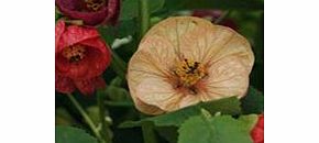 Unbranded Abutilon Seeds - Bell Boy Mixed