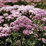 Unbranded Achillea Pretty Flamingo Seeds 424015.htm