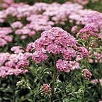 Achillea Pretty Flamingo Seeds