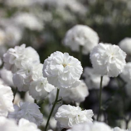 Unbranded Achillea Ptarmica Noblessa Seeds (Yarrow)