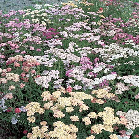 Unbranded Achillea Summer Pastels F2 Seeds Average Seeds 90