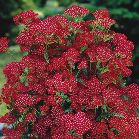 Unbranded Achillea Summerwine Pack of 3 Bare Roots