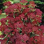 Unbranded Achillea Summerwine