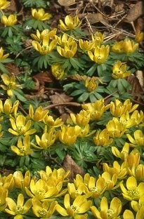 Unbranded Aconites x 25 bulbs