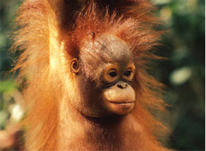 Adopt an Orang-utan