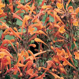 Unbranded Agastache Apricote Sprite Seeds