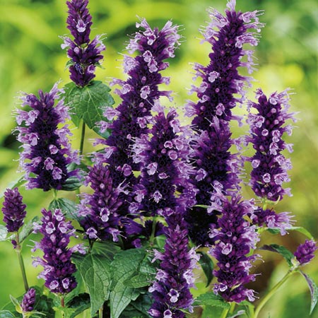 Unbranded Agastache Black Adder Plants Pack of 3 Potted