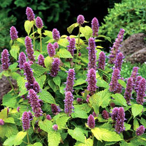 Unbranded Agastache Golden Jubilee Seeds