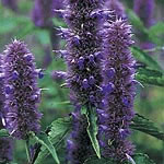 Agastache Liquorice Blue Seeds