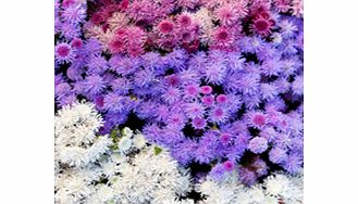 Unbranded Ageratum Plants - F1 Haze Mixed