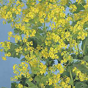 Unbranded Alchemilla Mollis Seeds