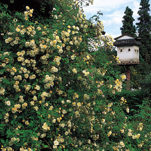 Unbranded Alister Stella Grey - Climbing Rose ** AUTUMN