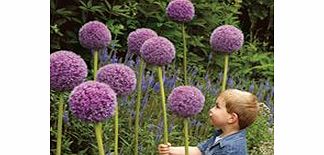 Unbranded Allium Bulbs - Ornamental Onion