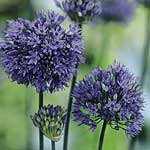 Allium Caeruleum Blue Drumstick