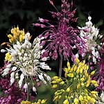 Allium Fireworks