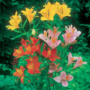 Unbranded Alstroemeria High Society Mix Seeds
