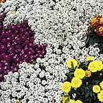 Unbranded Alyssum Carpet of Snow Seeds 414380.htm