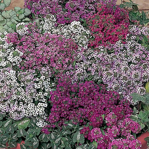 Unbranded Alyssum Easter Basket Seeds