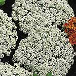 Unbranded Alyssum Snow Crystals Seeds 414364.htm