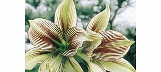 Unbranded Amaryllis Bulb - Papilio