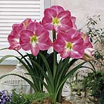 Unbranded Amaryllis Soft Pink