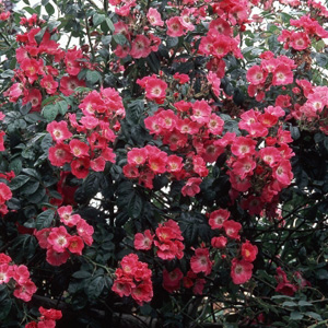 Unbranded American Pillar - Climbing Rose ** AUTUMN PRE