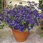 Unbranded Anagallis Sunlover Orange Plants 487621.htm
