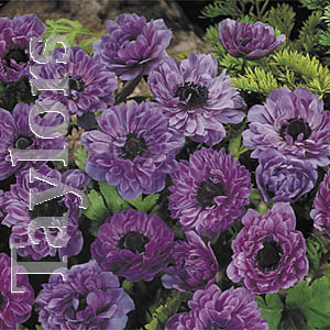 Unbranded Anemone Lord Lieutenant Bulbs