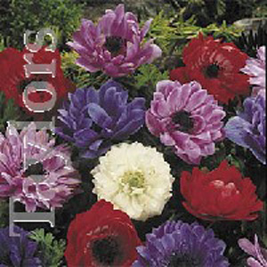 Unbranded Anemone St Brigid Mixed Bulbs