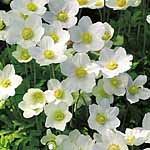 Unbranded Anemone Sylvestris Plants