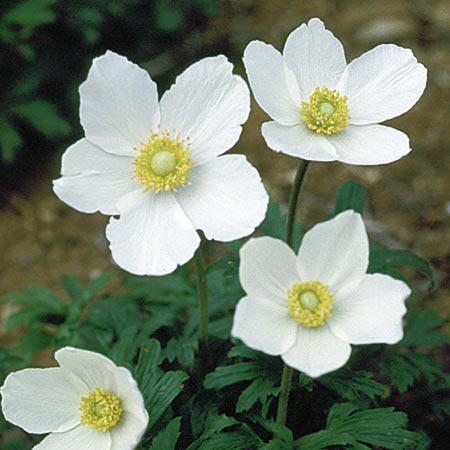 Unbranded Anemone Sylvestris Seeds Average Seeds 90