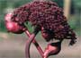   Dramatic, dome-shaped heads of plum-purple flowe
